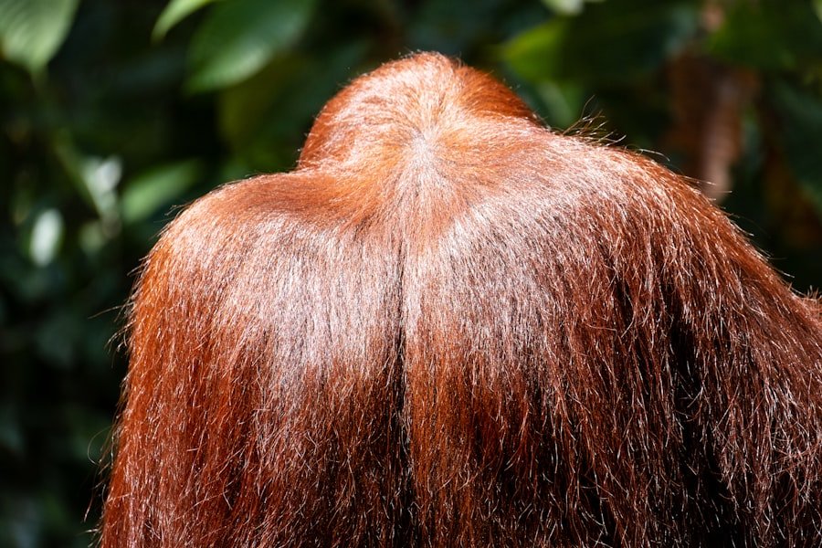 hair thickener products