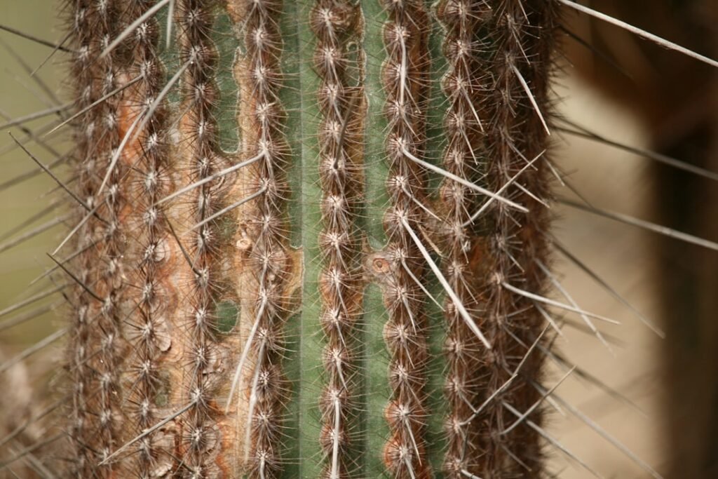 Photo scalp concealer