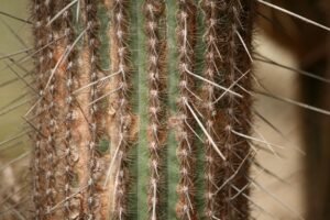 Photo scalp concealer