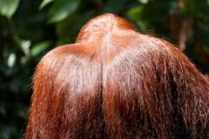 Photo hair thickening powder
