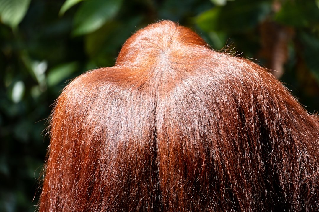 Photo hair thickening powder